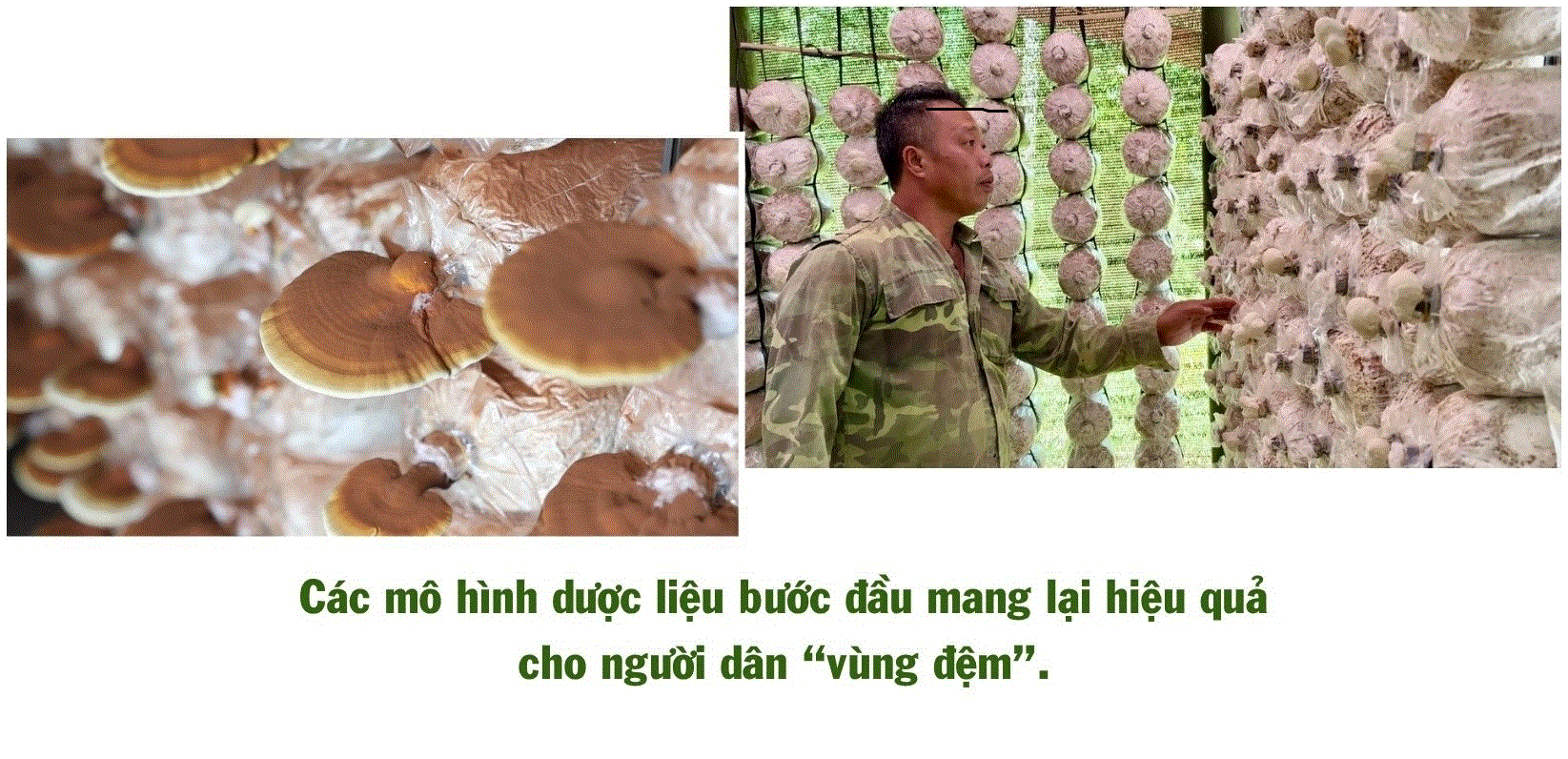  Gắn bảo tồn đa dạng sinh học với bảo vệ rừng bền vững